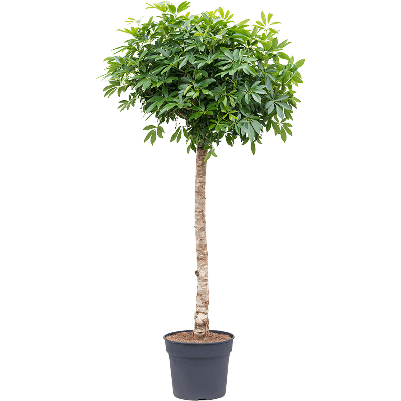 Schefflera arboricola 'Compacta'