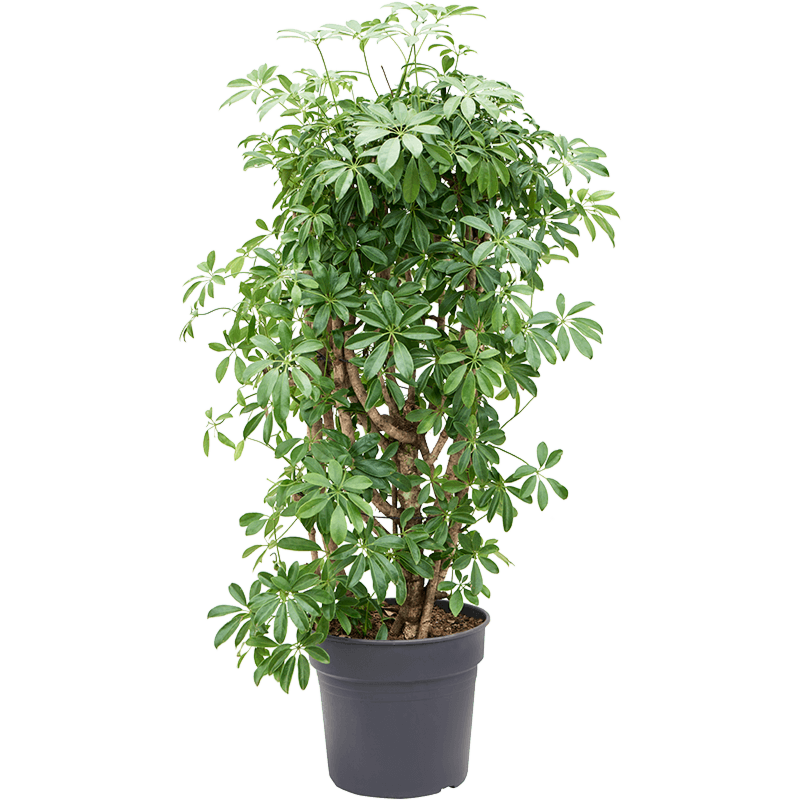 Schefflera arboricola 'Compacta'