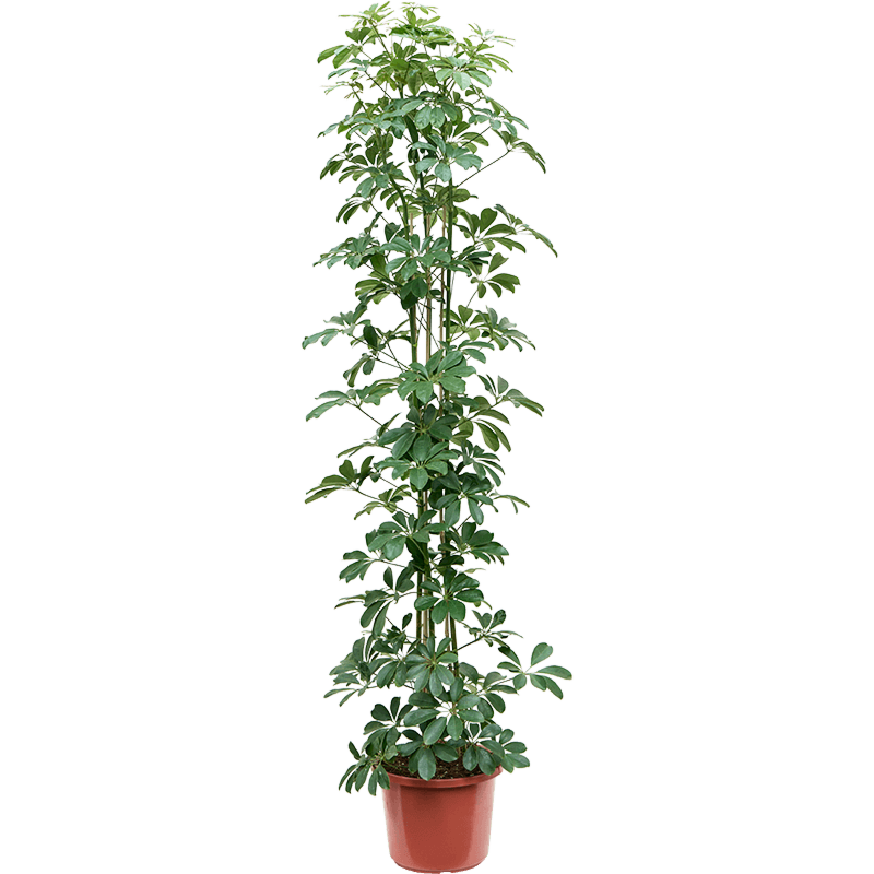 Schefflera arboricola 'Compacta'