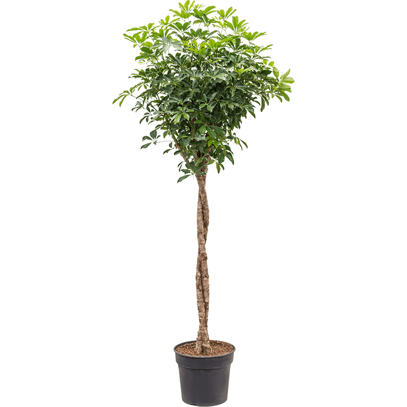 Schefflera arboricola 'Compacta'