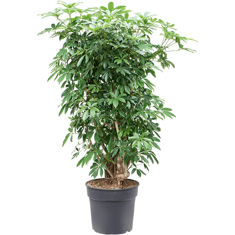 Schefflera arboricola 'Compacta'