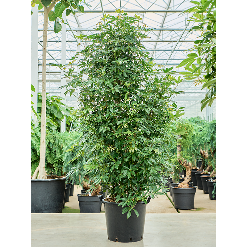 Schefflera arboricola 'Compacta'