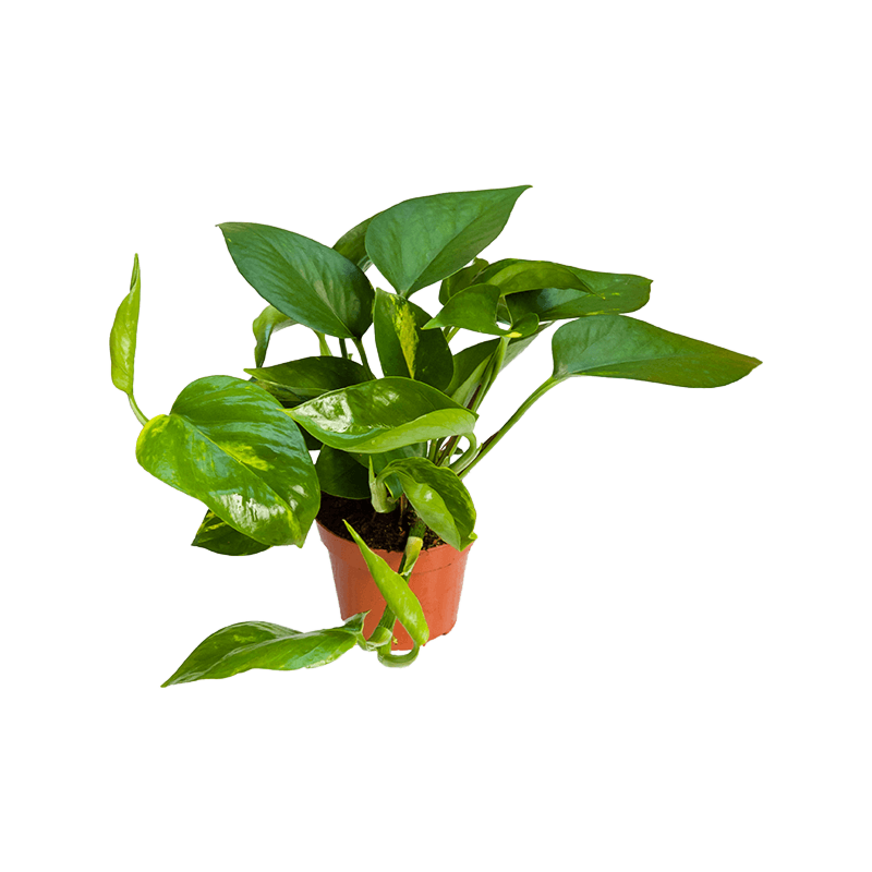 Scindapsus (Epipremnum) 'Aureum' 12/tray