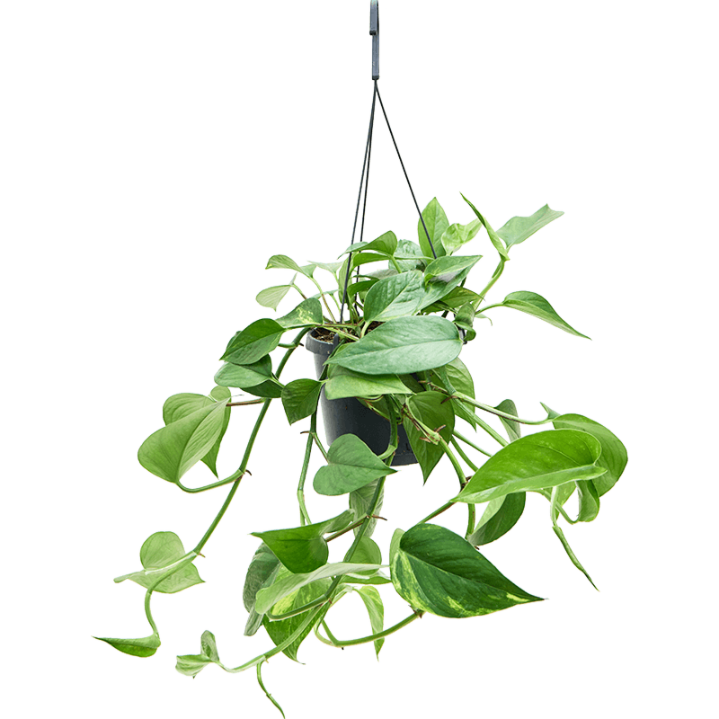 Scindapsus (Epipremnum) 'Aureum'