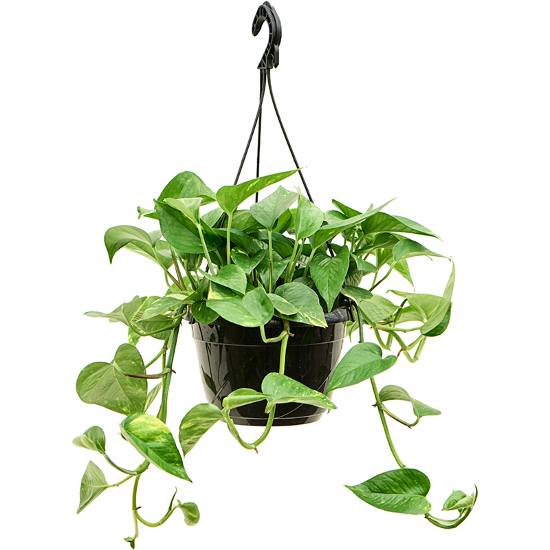 Scindapsus (Epipremnum) 'Aureum'