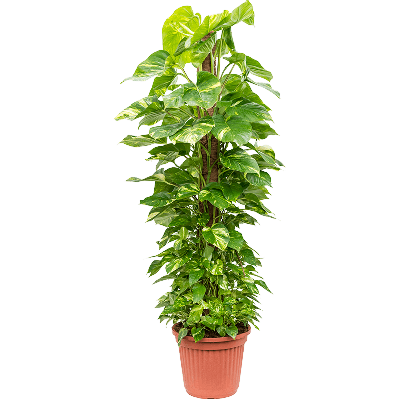 Scindapsus (Epipremnum) 'Aureum'