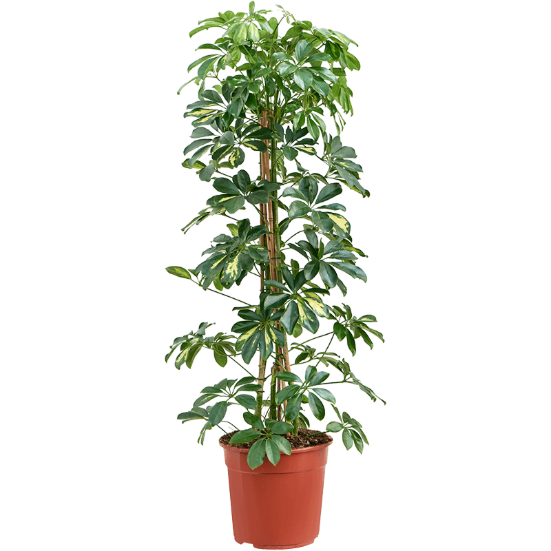 Schefflera arboricola 'Gold Capella'