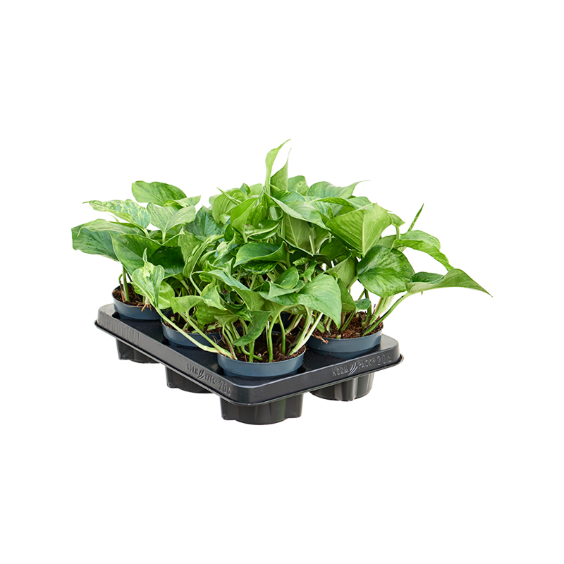 Scindapsus (Epipremnum) 'Marble Green' 6/tray