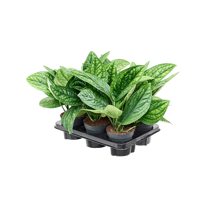 Scindapsus (Epipremnum) pinnatum 'Marble Planet' 6/tray