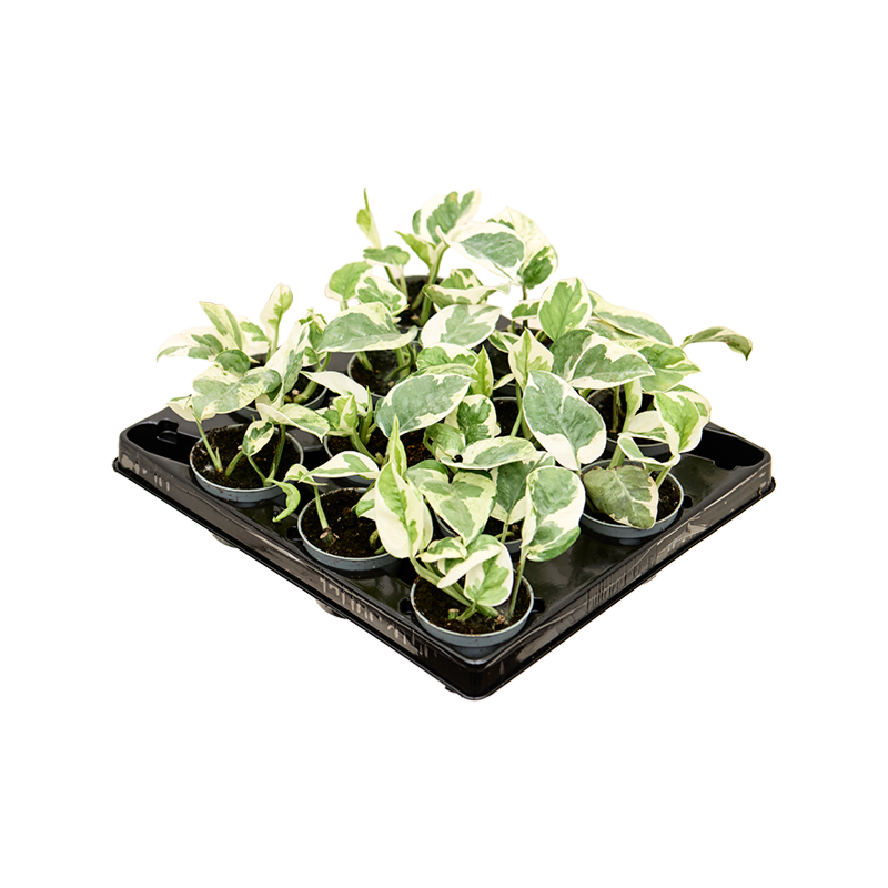 Scindapsus (Epipremnum) 'N'joy' 12/tray