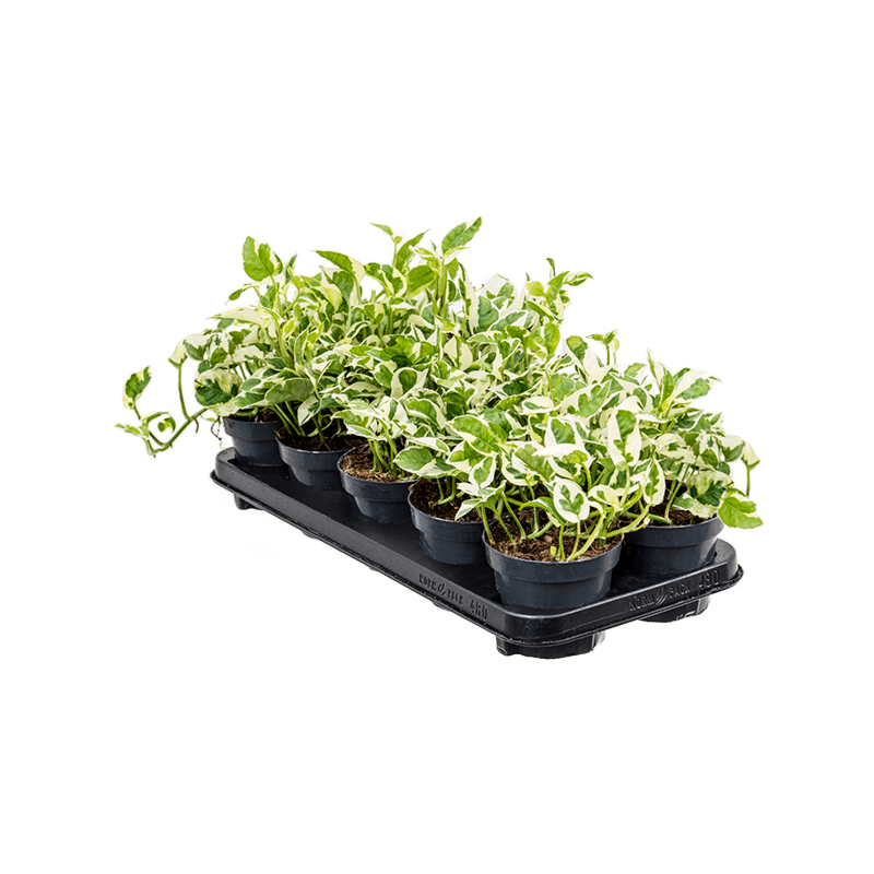 Scindapsus (Epipremnum) 'N'joy' 10/tray
