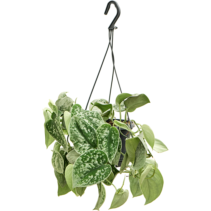 Scindapsus pictus 'Silvery Ann''