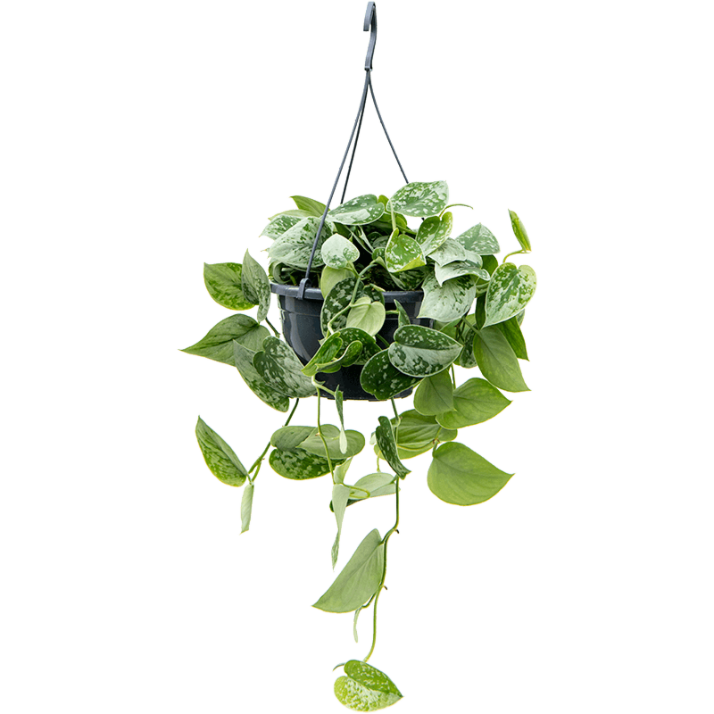 Scindapsus pictus 'Silvery Ann''