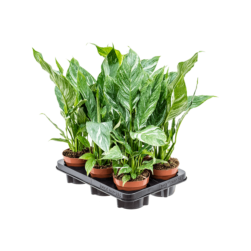 Spathiphyllum 'Diamond' 6/tray
