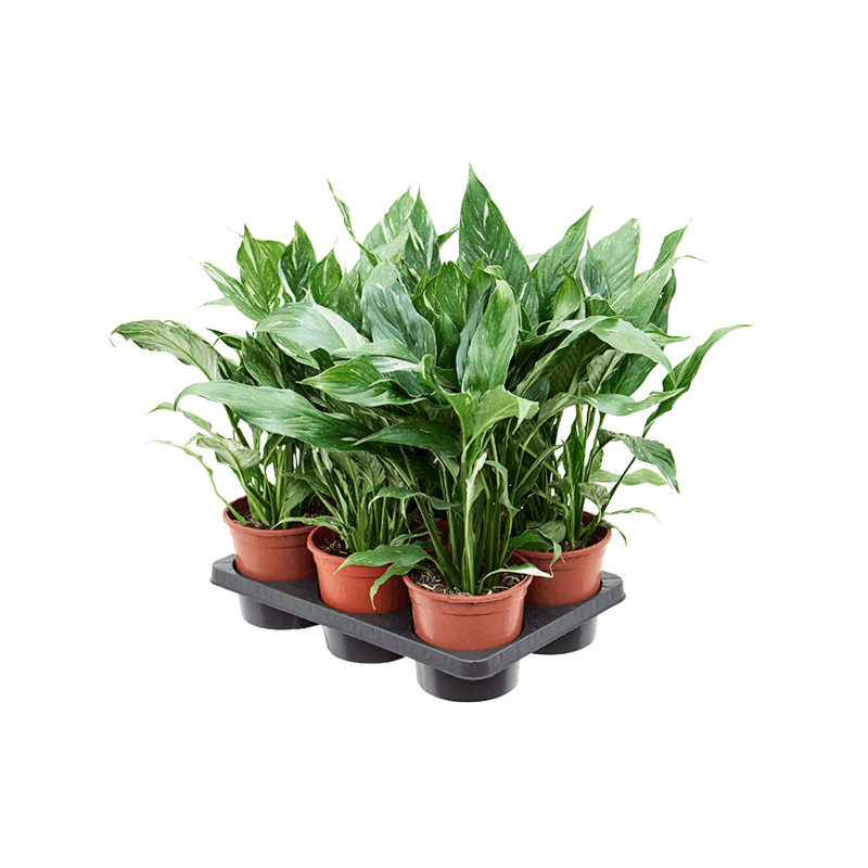Spathiphyllum 'Diamond' 6/tray