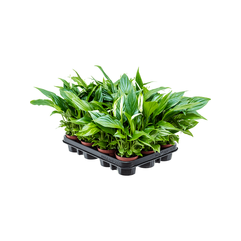 Spathiphyllum 'Pearl Cupido' 12/tray