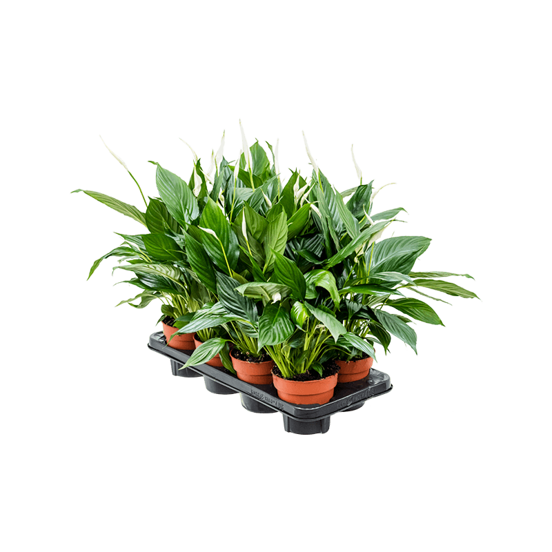Spathiphyllum 'Sweet Chico' 8/tray
