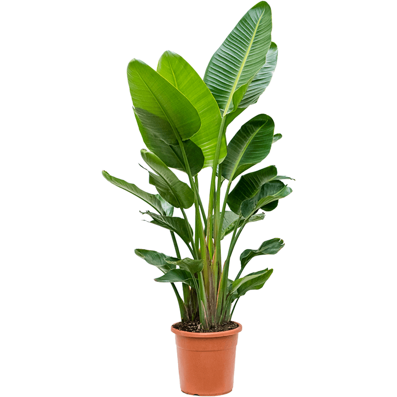 Strelitzia nicolai (170-200)