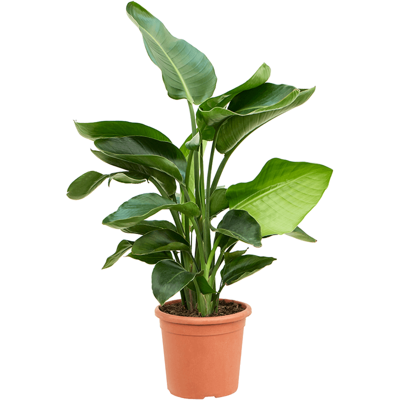 Strelitzia nicolai (60-90)