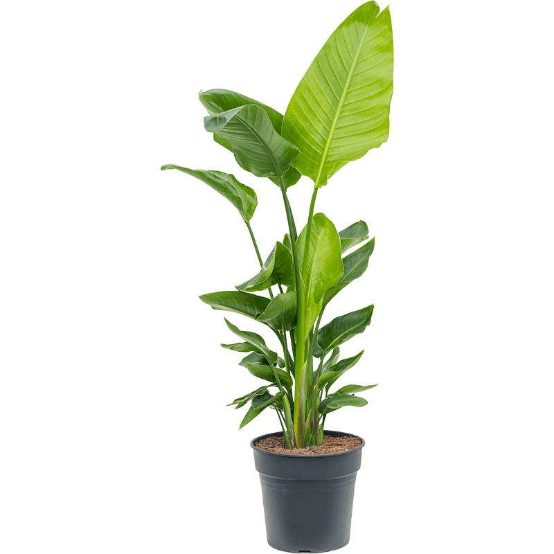 Strelitzia nicolai (120-160)