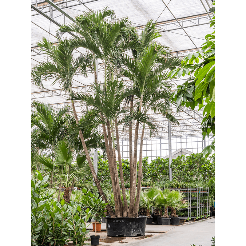 Veitchia (Adonidia) Merrillii