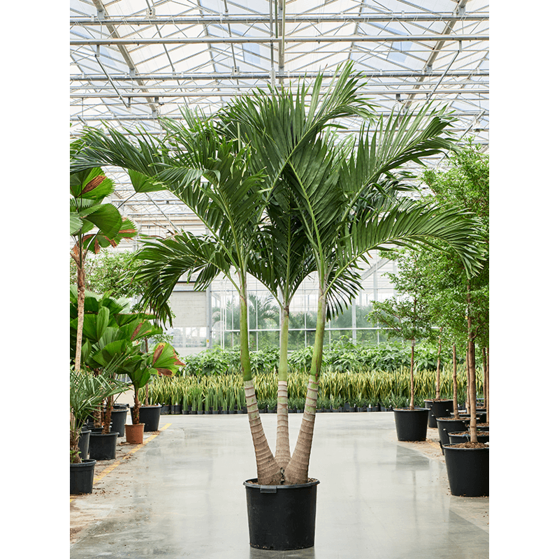 Veitchia (Adonidia) merrillii