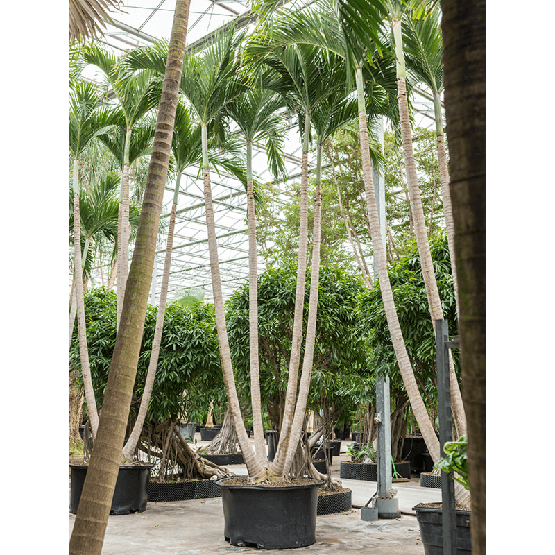 Veitchia (Adonidia) merrillii (650-700)