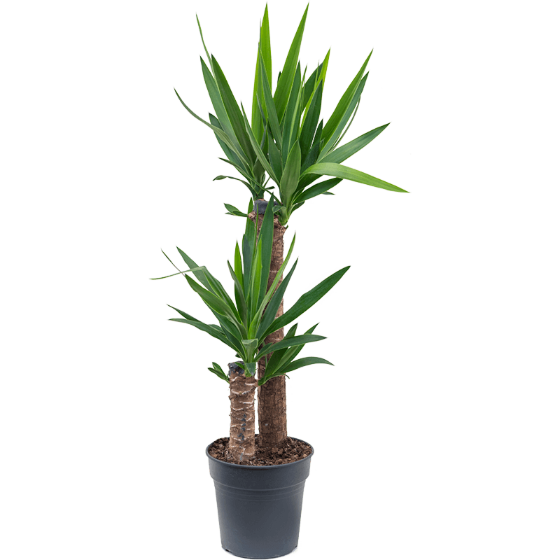 Yucca elephantipes
