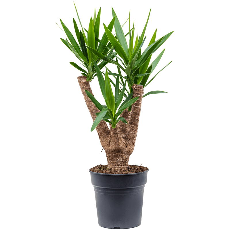 Yucca elephantipes