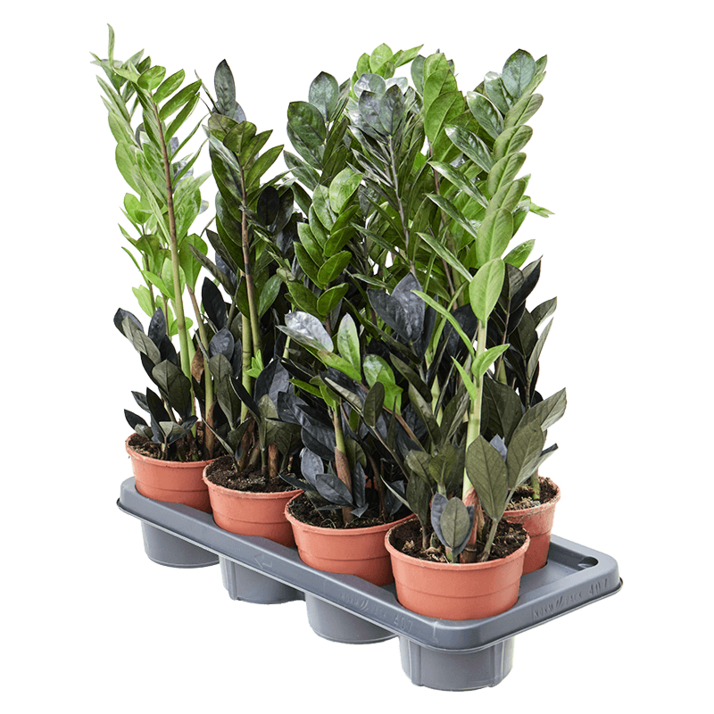 Zamioculcas zamiifolia 'Raven' 7/tray