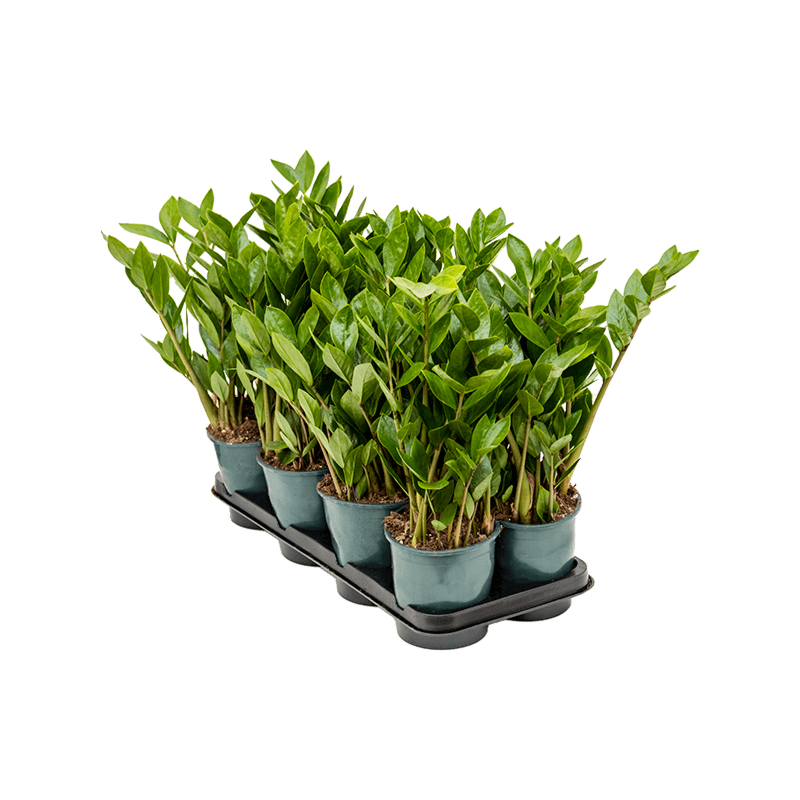 Zamioculcas zamiifolia 8/tray