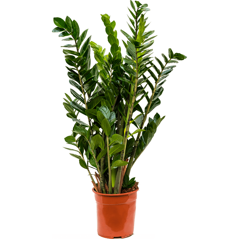 Zamioculcas zamiifolia
