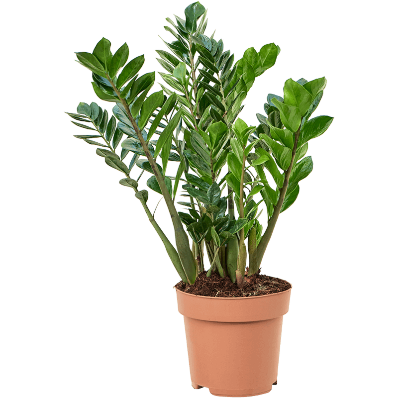 Zamioculcas zamiifolia