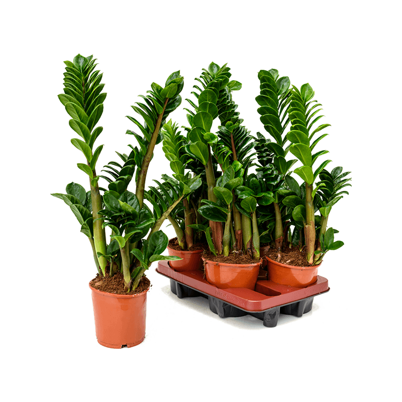 Zamioculcas zamiifolia 'Zenzi' 4/tray