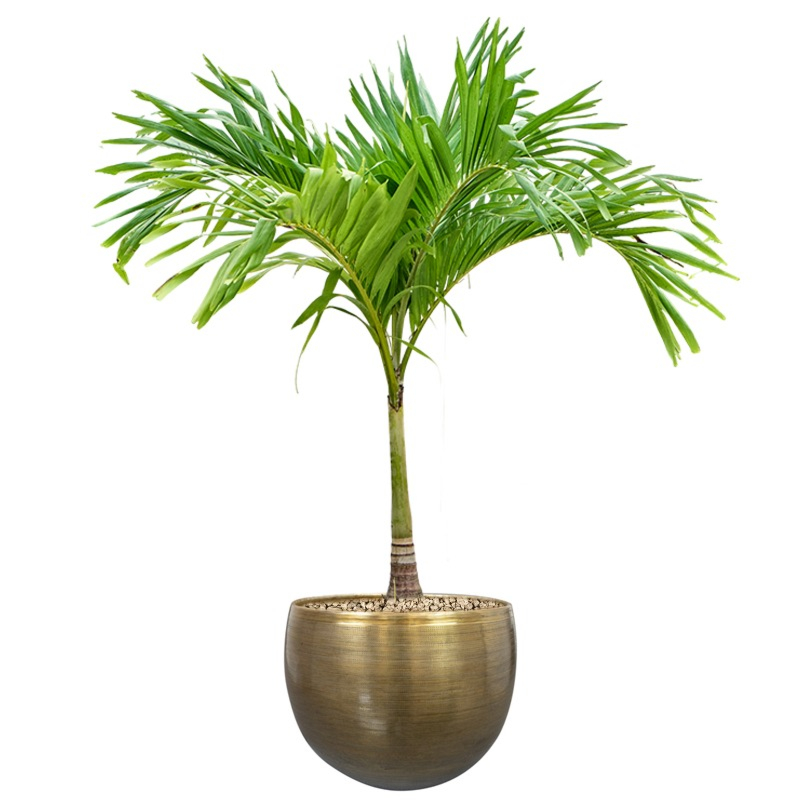 Dracaena Janet Craig 90-60-30
