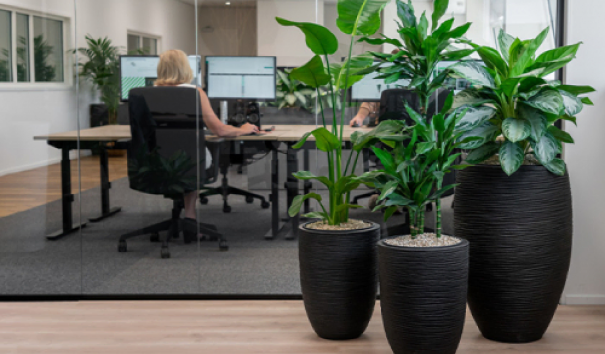 Kantoorplanten