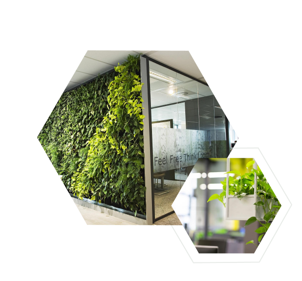 Voordeelpakket: <br> 10 grote kantoorplanten